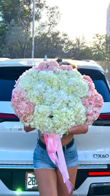 Cloud at Sunrise - A Huge White-Pink Cloud of European Hydrangeas