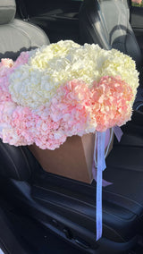 Cloud at Sunrise - A Huge White-Pink Cloud of European Hydrangeas