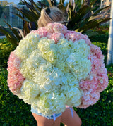 Cloud at Sunrise - A Huge White-Pink Cloud of European Hydrangeas