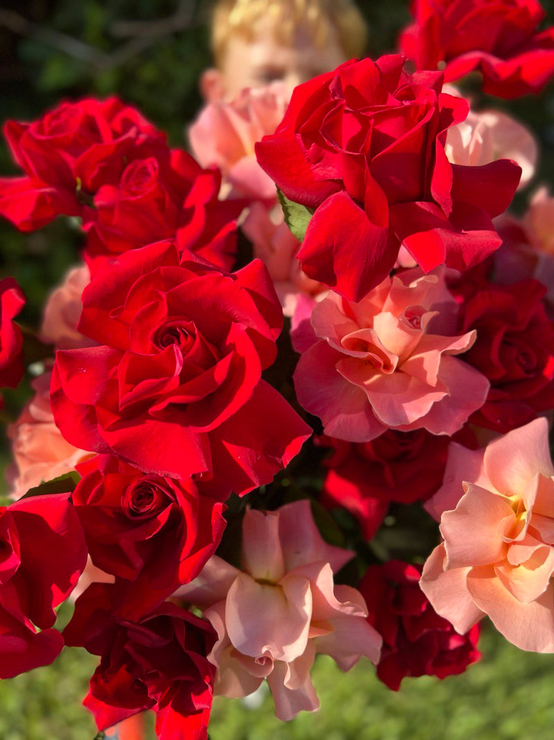 PUESTA DE SOL ROJA - de 35 rosas en estilo exclusivo